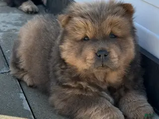 Chow Chow dogs Leo - Ad 12