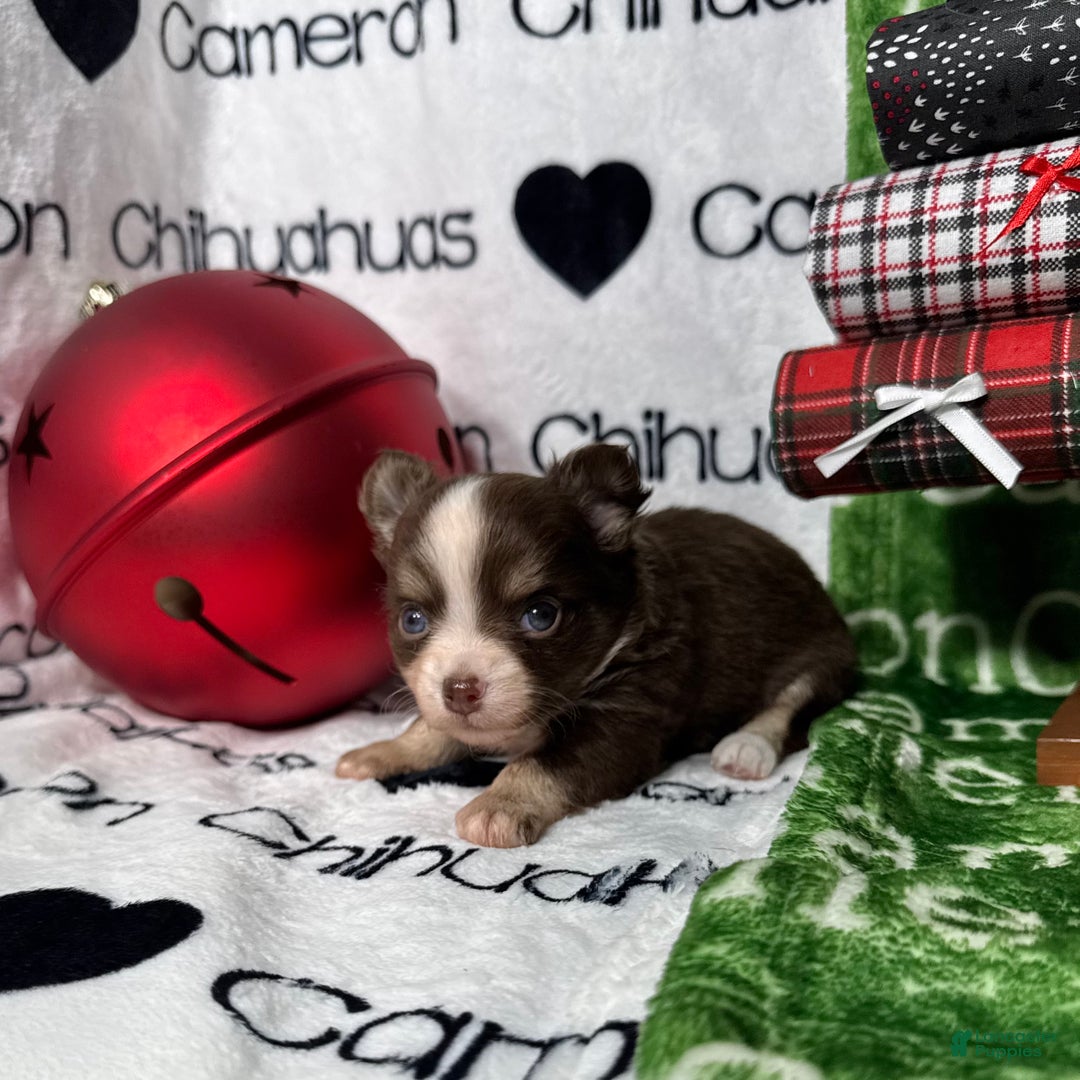 Chihuahua dogs for sale: Derek LC Chocolate Tri - Ad 3