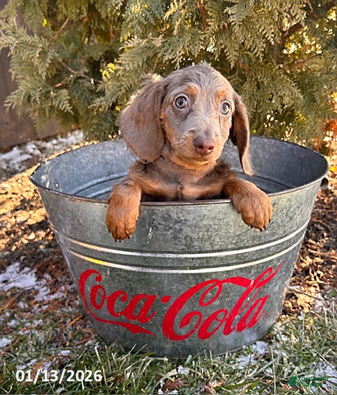 Miniature Dachshund dogs for sale: Heath  - Ad 3