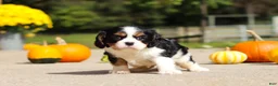 Cavalier King Charles Spaniel dogs for sale: Kaylee - Ad 10