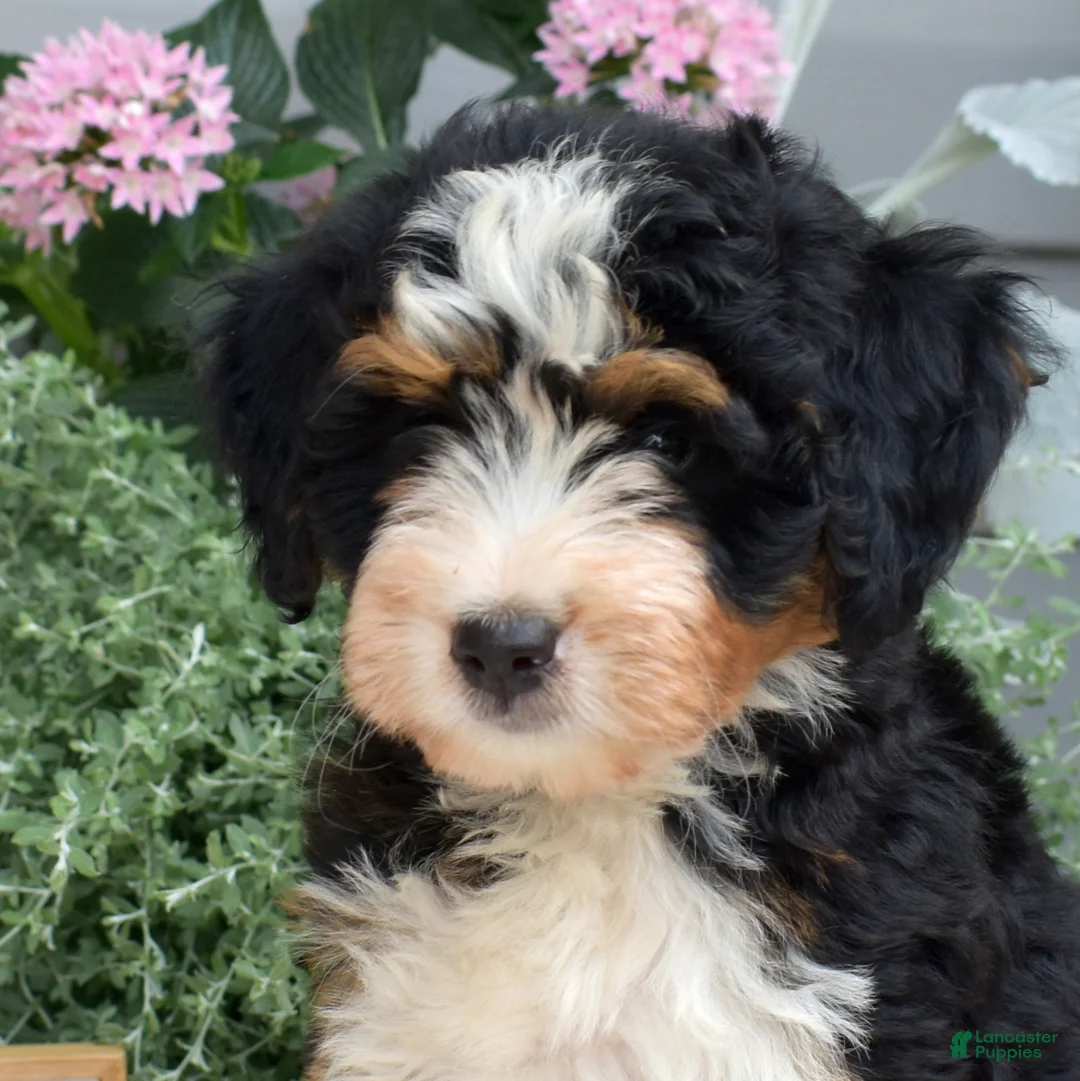 Mini Bernedoodle dogs for sale: Fern - Ad 2