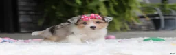 Mixed Breed dogs for sale: Millie - Ad 4