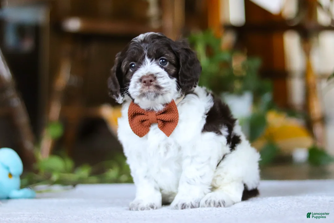 Cockapoo dogs for sale: Blake - Ad 2