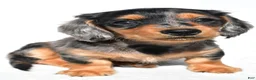 Miniature Dachshund dogs for sale: Angel - Ad 4