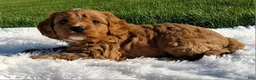 Cavapoo dogs for sale: Opal - Ad 3