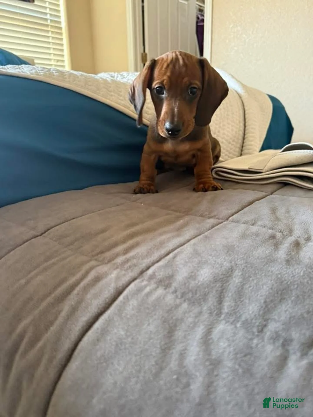 Dachshund dogs for sale: Bo - Ad 1