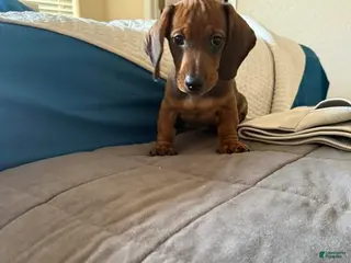 Dachshund dogs Bo - Ad 8