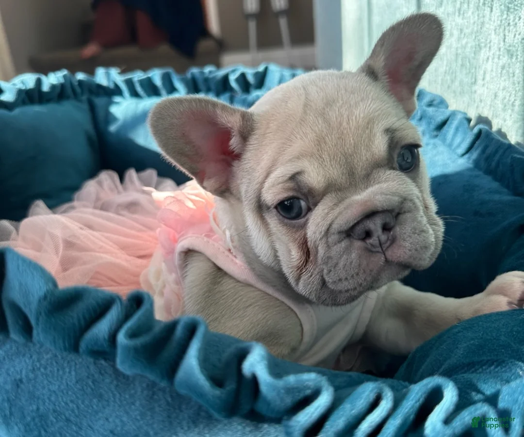 French Bulldog dogs for sale: Lilac Pretty - Ad 2