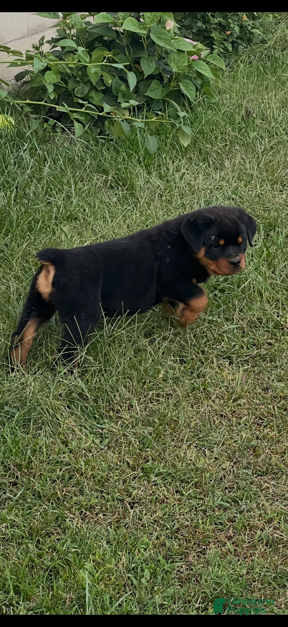 Rottweiler dogs Sassy - Ad 1