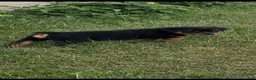 Rottweiler dogs for sale: Sassy - Ad 1
