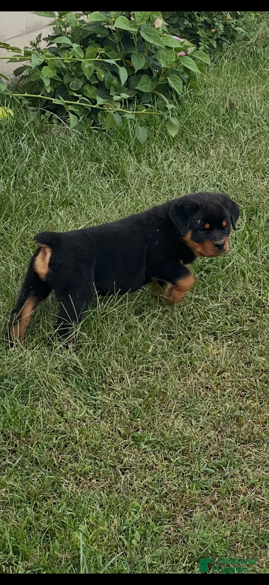 Rottweiler dogs for sale: Sassy - Ad 1