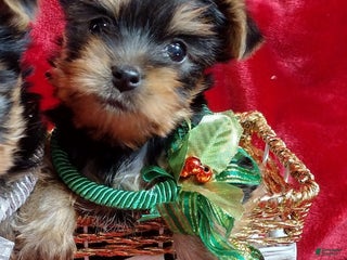Yorkshire Terrier dogs Holly - Ad 39