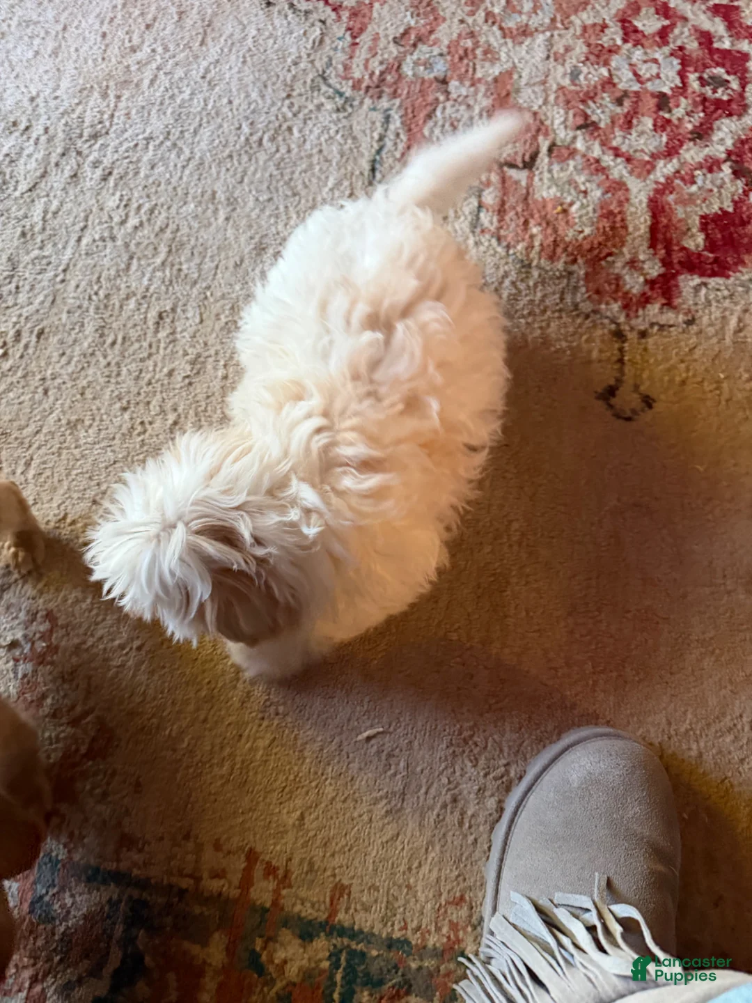 Teddy Bear dogs for sale: Teddy Bear Puppy 1 - Ad 3