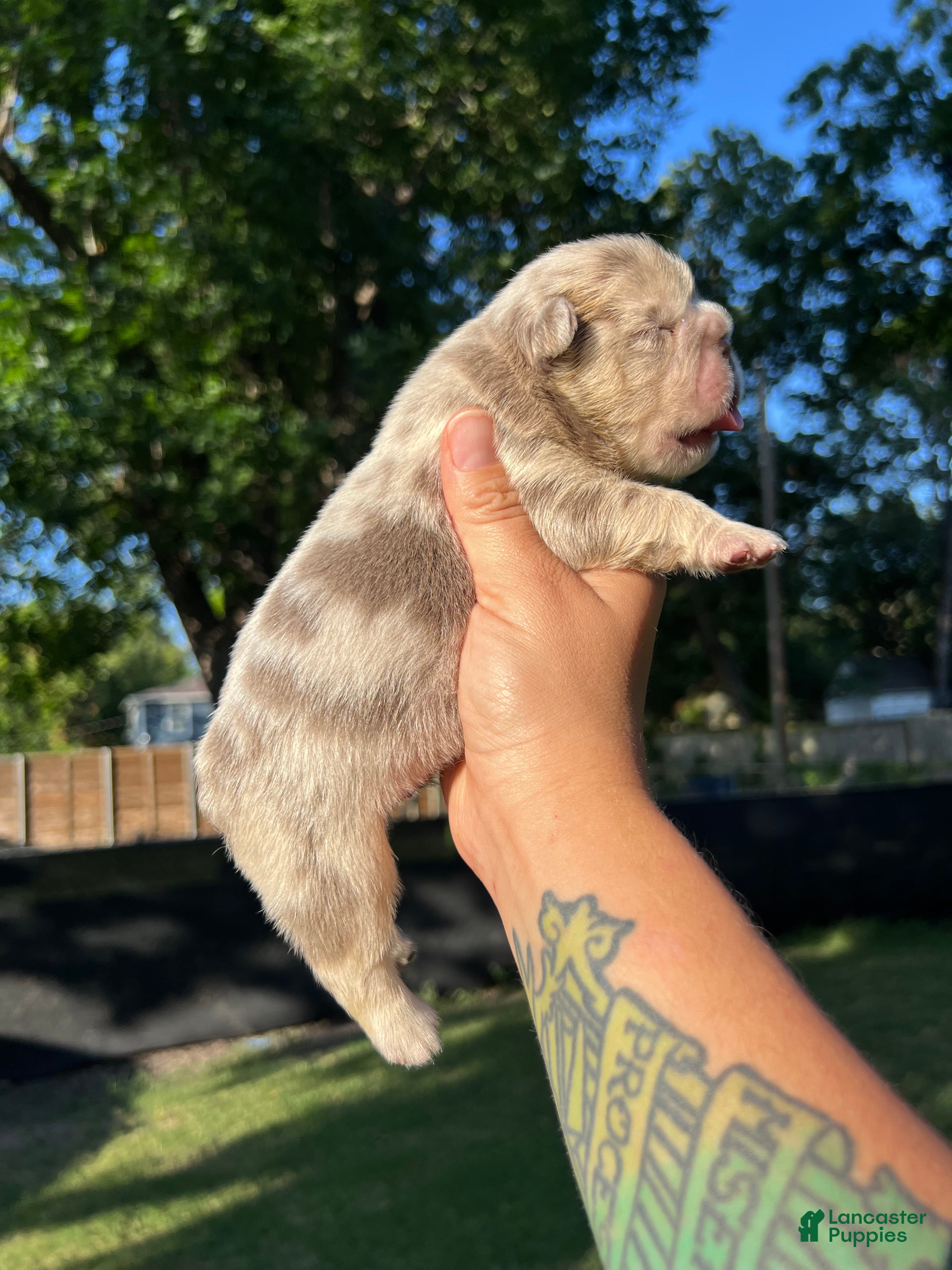 French Bulldog dogs Mewtwo - Ad 1