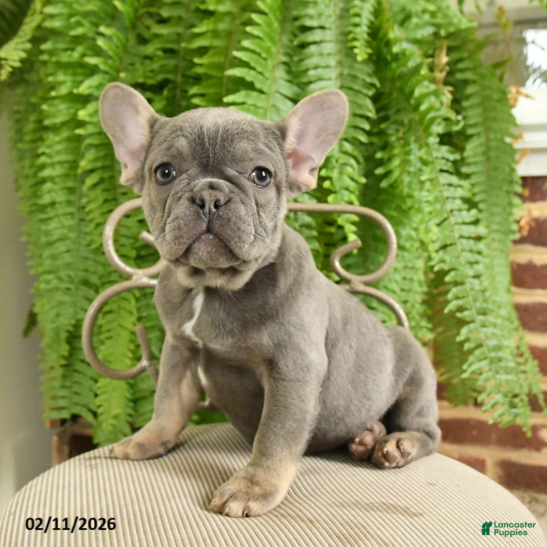 French Bulldog dogs for sale: Taffy - Ad 1