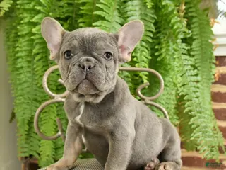 French Bulldog dogs Taffy - Ad 23