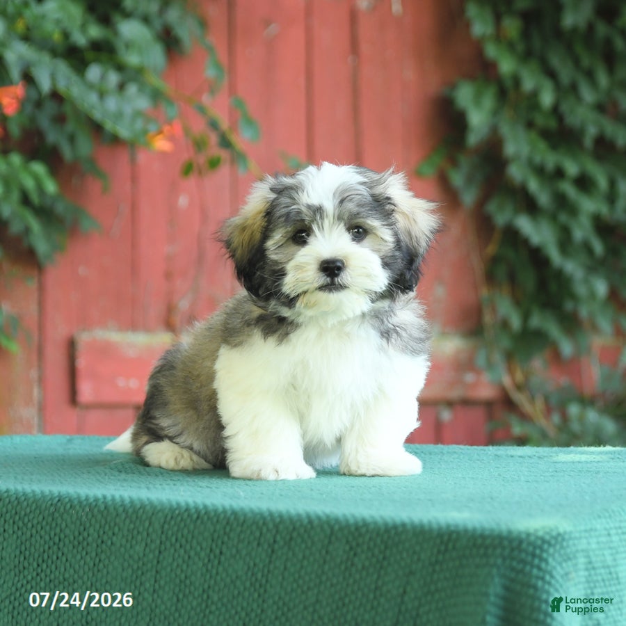 Malshi dogs Dean - Ad 1