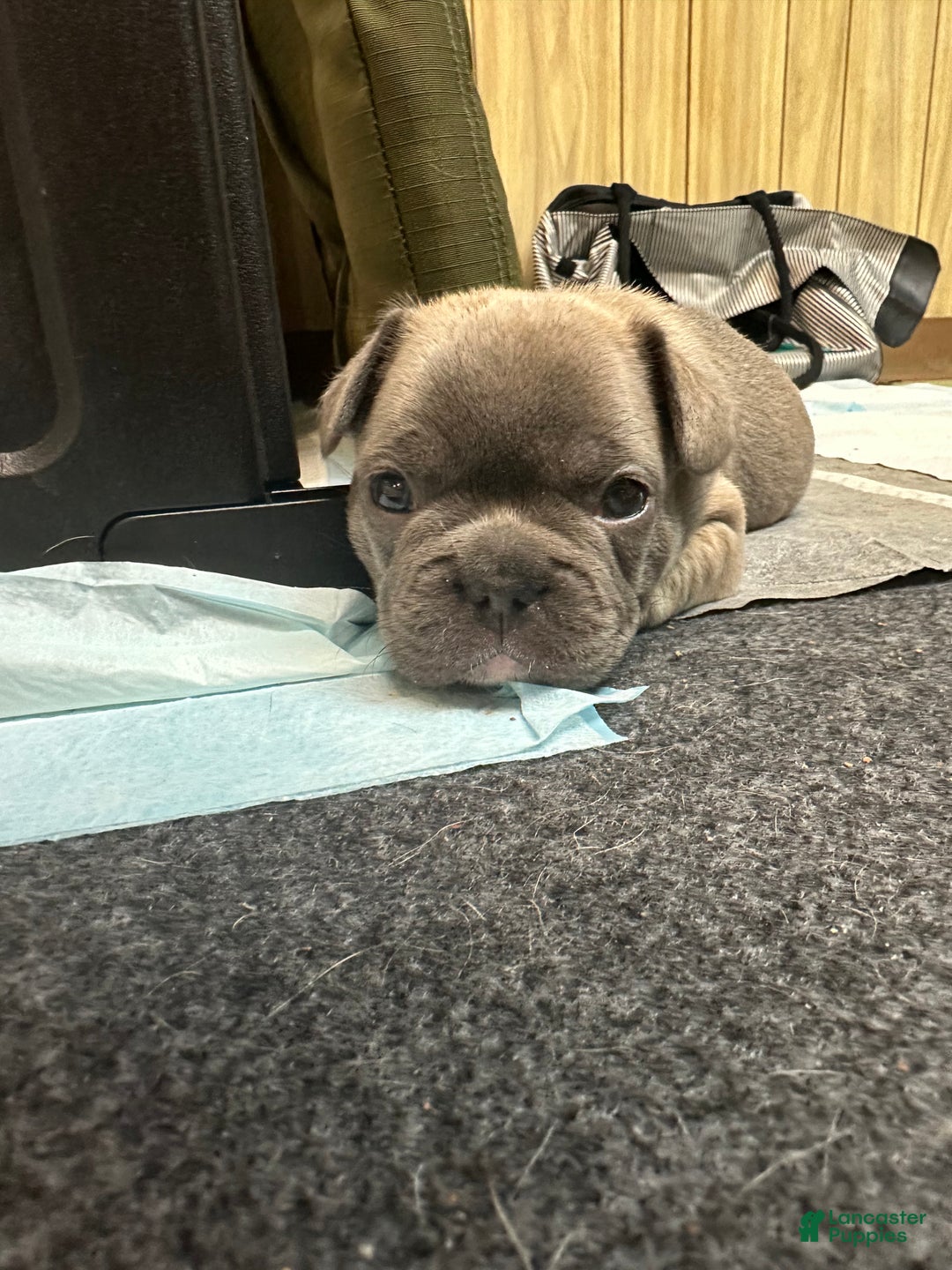 French Bulldog dogs for sale: Georgio - Ad 9