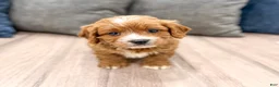 Cavapoo dogs for sale: Rocky - Ad 6