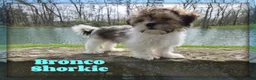 Shorkie dogs for sale: Bronco - Ad 1
