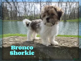Shorkie dogs for sale: Bronco - Ad 1