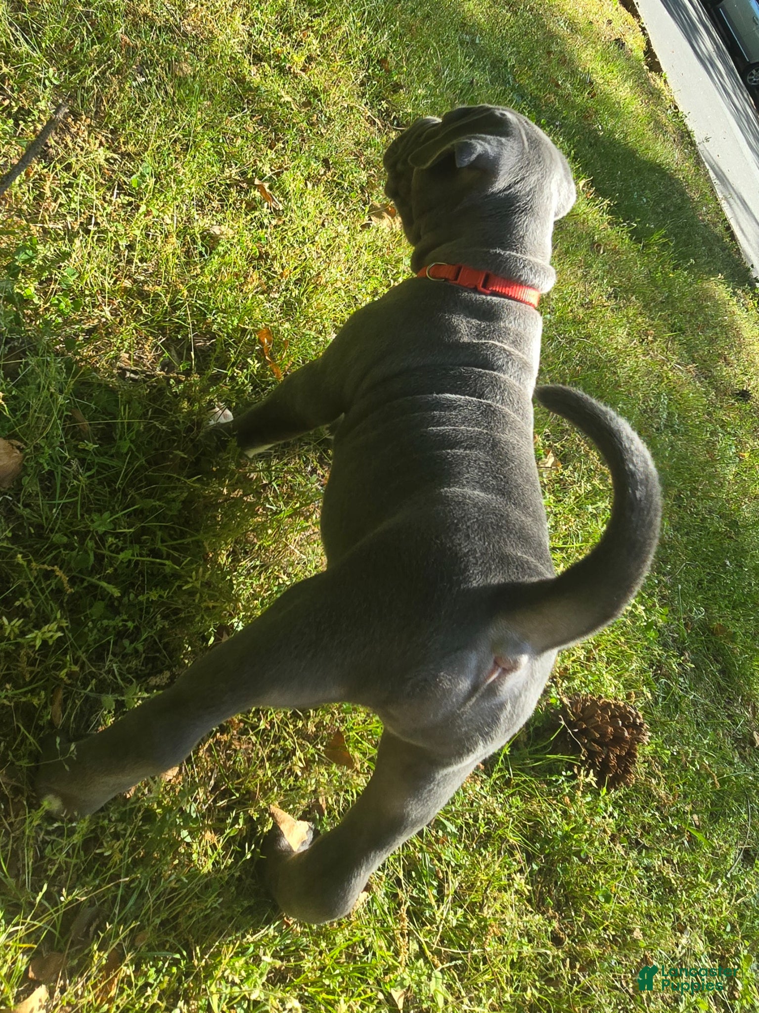 American Bully dogs Skarlet - Ad 2