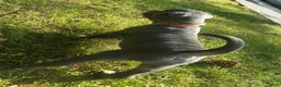 American Bully dogs for sale: Skarlet - Ad 2