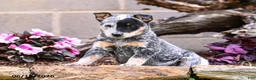 Australian Cattle Dog dogs for sale: Asher - Ad 6