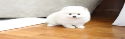 Pomeranian dogs for sale: Emerson - Ad 8