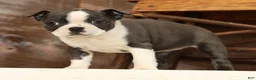 Boston Terrier dogs for sale: Rina - Ad 7