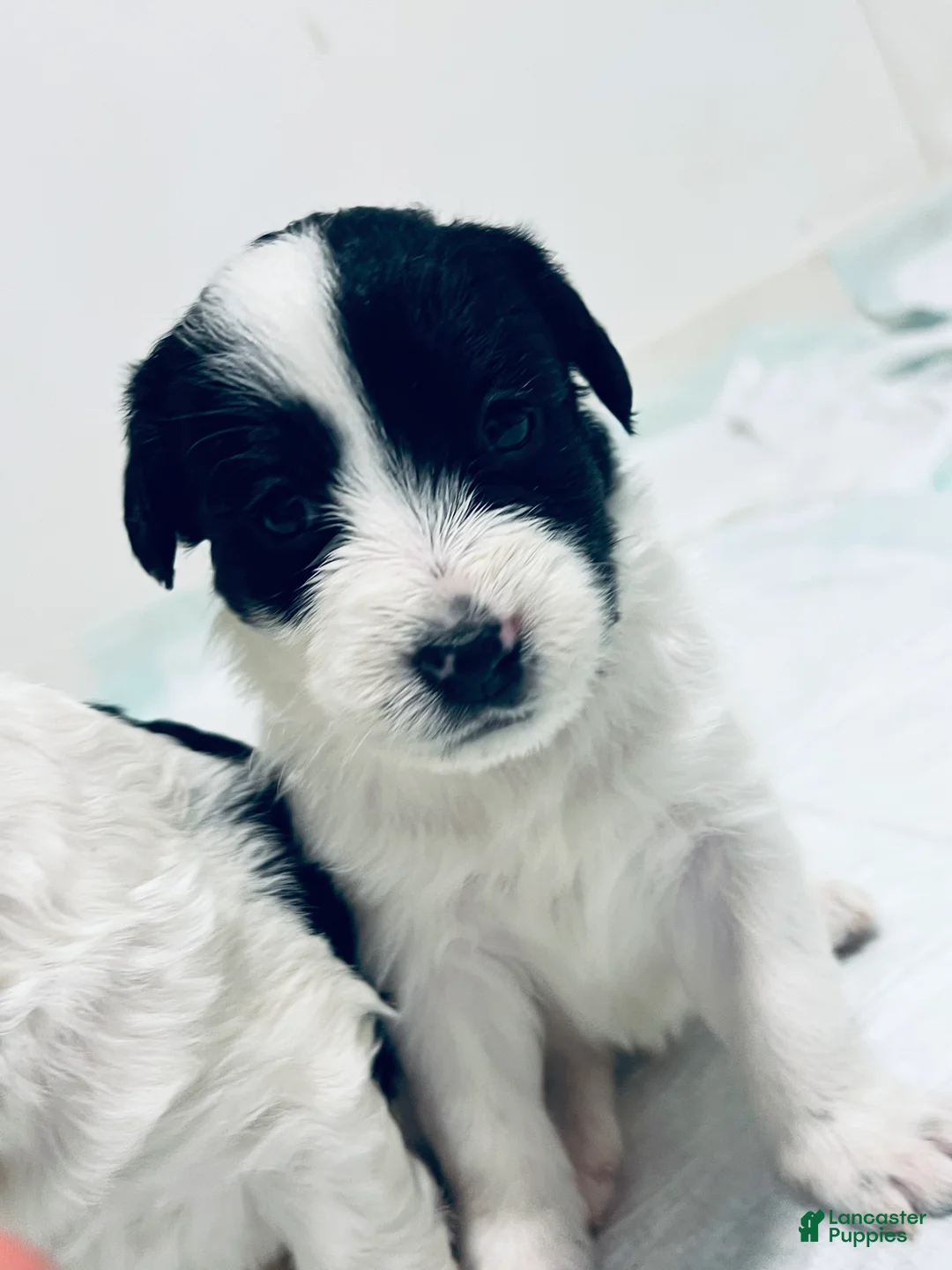 Mixed Breed dogs for sale: Duke  - Ad 5