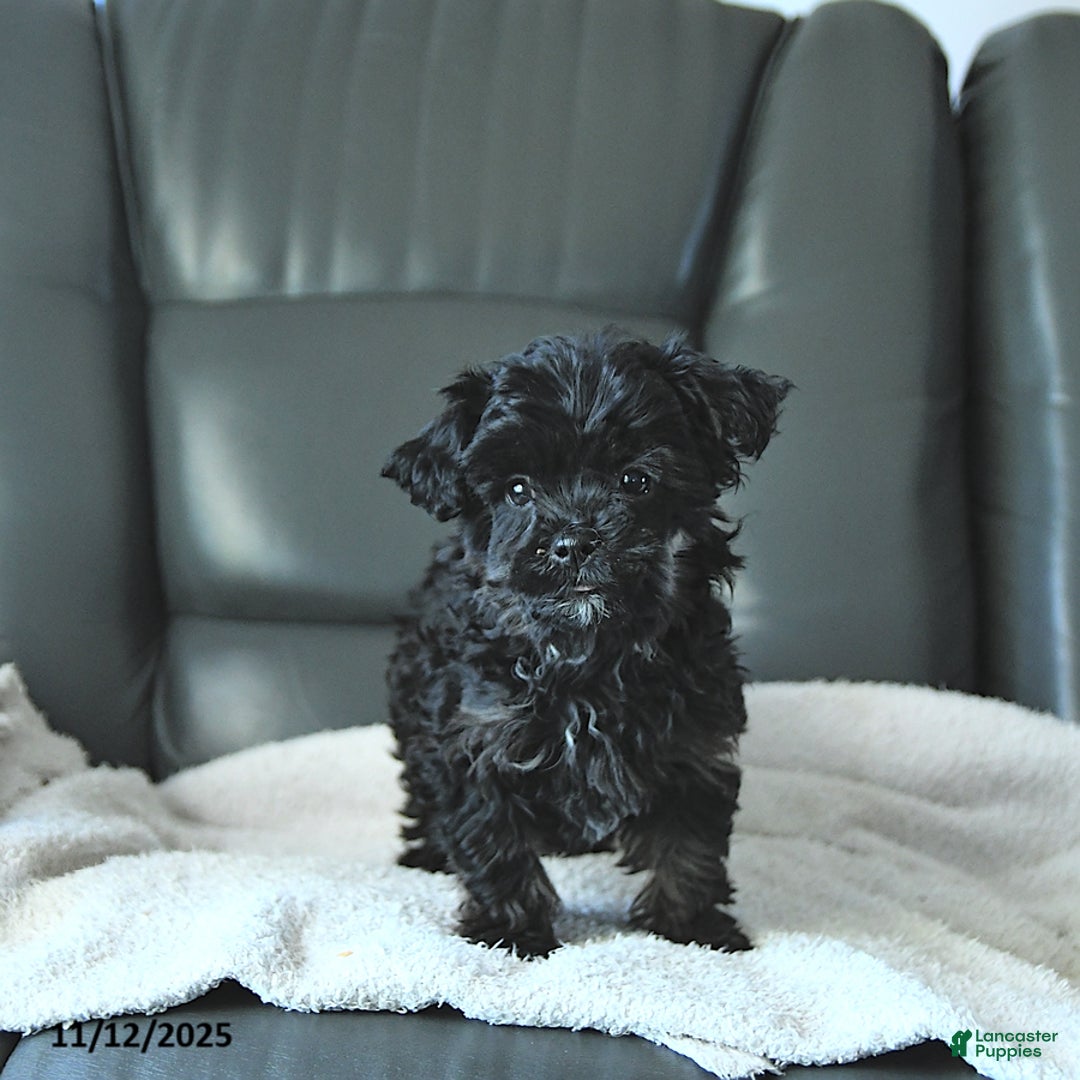 Shihpoo dogs for sale: Ava  - Ad 4