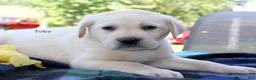 Labrador Retriever dogs for sale: Toby - Champ lines - Ad 3
