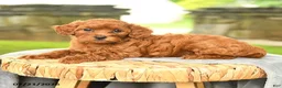 Miniature Poodle dogs for sale: Konrad - Ad 3