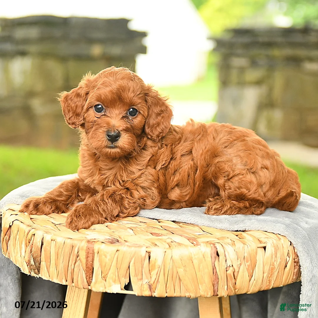 Miniature Poodle dogs for sale: Konrad - Ad 3