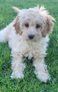 Mini Goldendoodle dogs for sale: Rosie Female - Ad 3