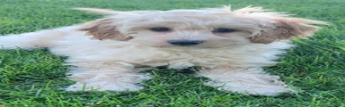 Rosie Female
