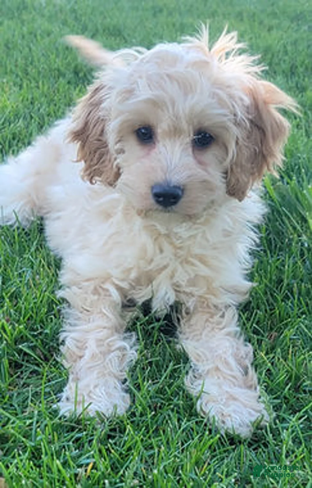 Mini Goldendoodle dogs for sale: Rosie Female - Ad 1