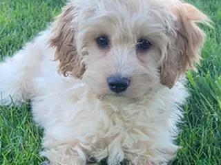 Mini Goldendoodle dogs for sale: Rosie Female - Ad 3