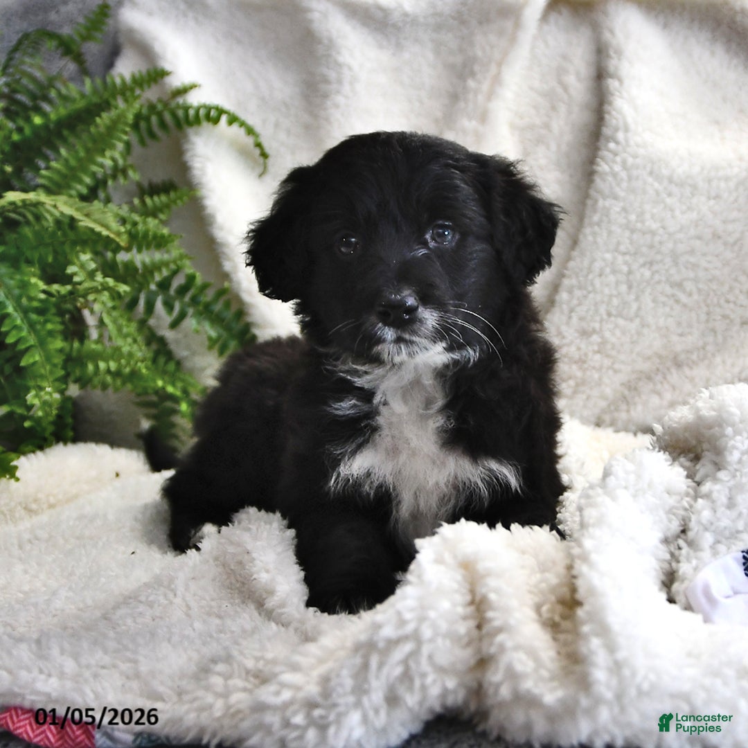 Portuguese Water Dog dogs for sale: Dimples - Ad 10