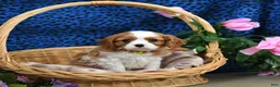 Cavalier King Charles Spaniel dogs for sale: Kujo - Ad 5