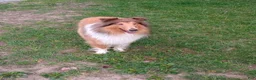 Collie dogs for sale: Collie 1 - Ad 3