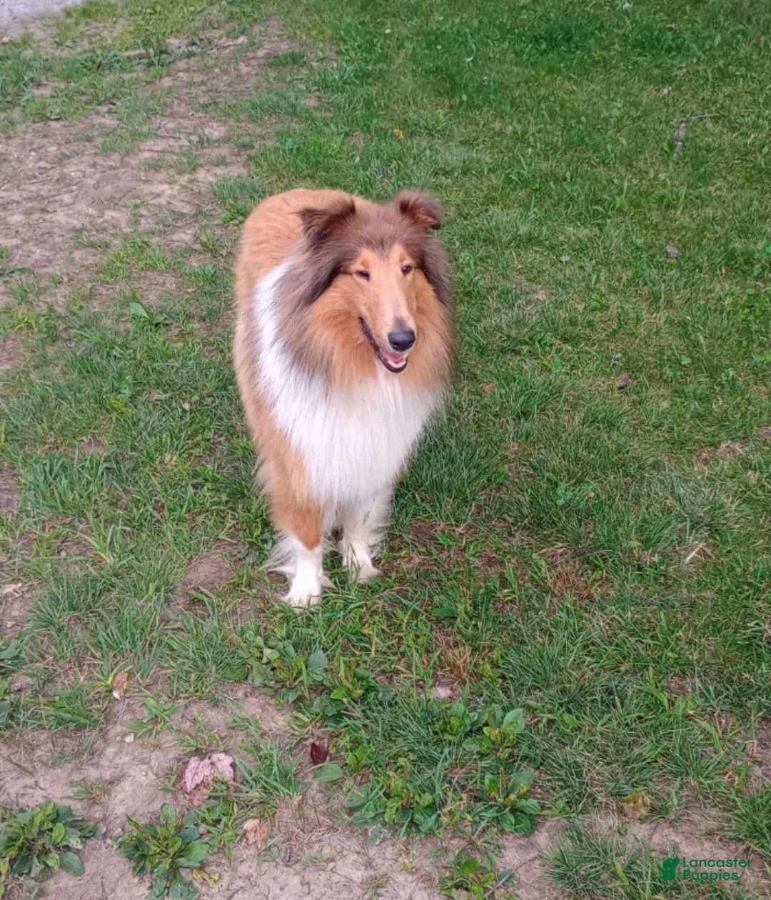 Collie dogs for sale: Collie 1 - Ad 3
