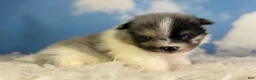 Pomeranian dogs for sale: ACA puzzle - Ad 6