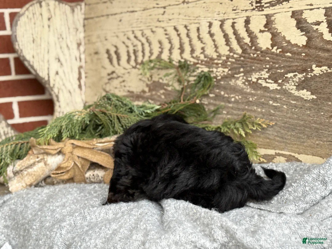 Mixed Breed dogs for sale: Wheeler - Ad 5