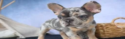 French Bulldog dogs for sale: Ike 💙 - Ad 16