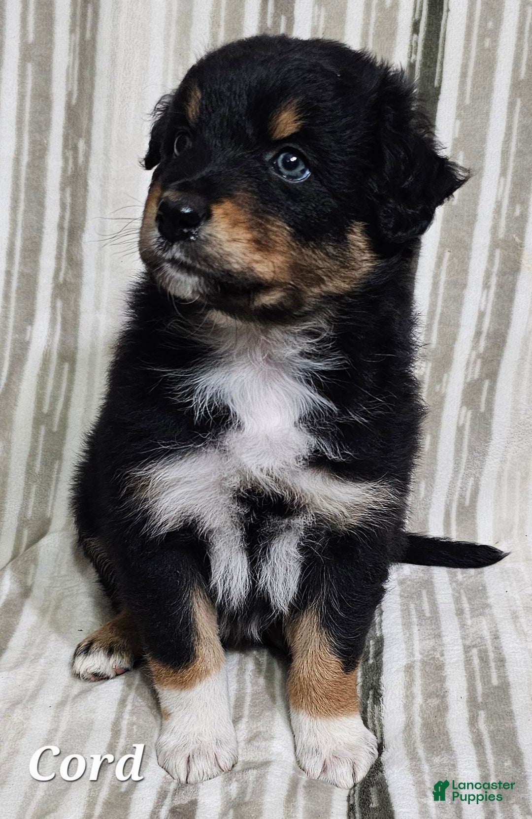 Australian Shepherd dogs for sale: CORD  - Ad 3