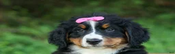 Bernese Mountain Dog dogs for sale: SALLY - Ad 8