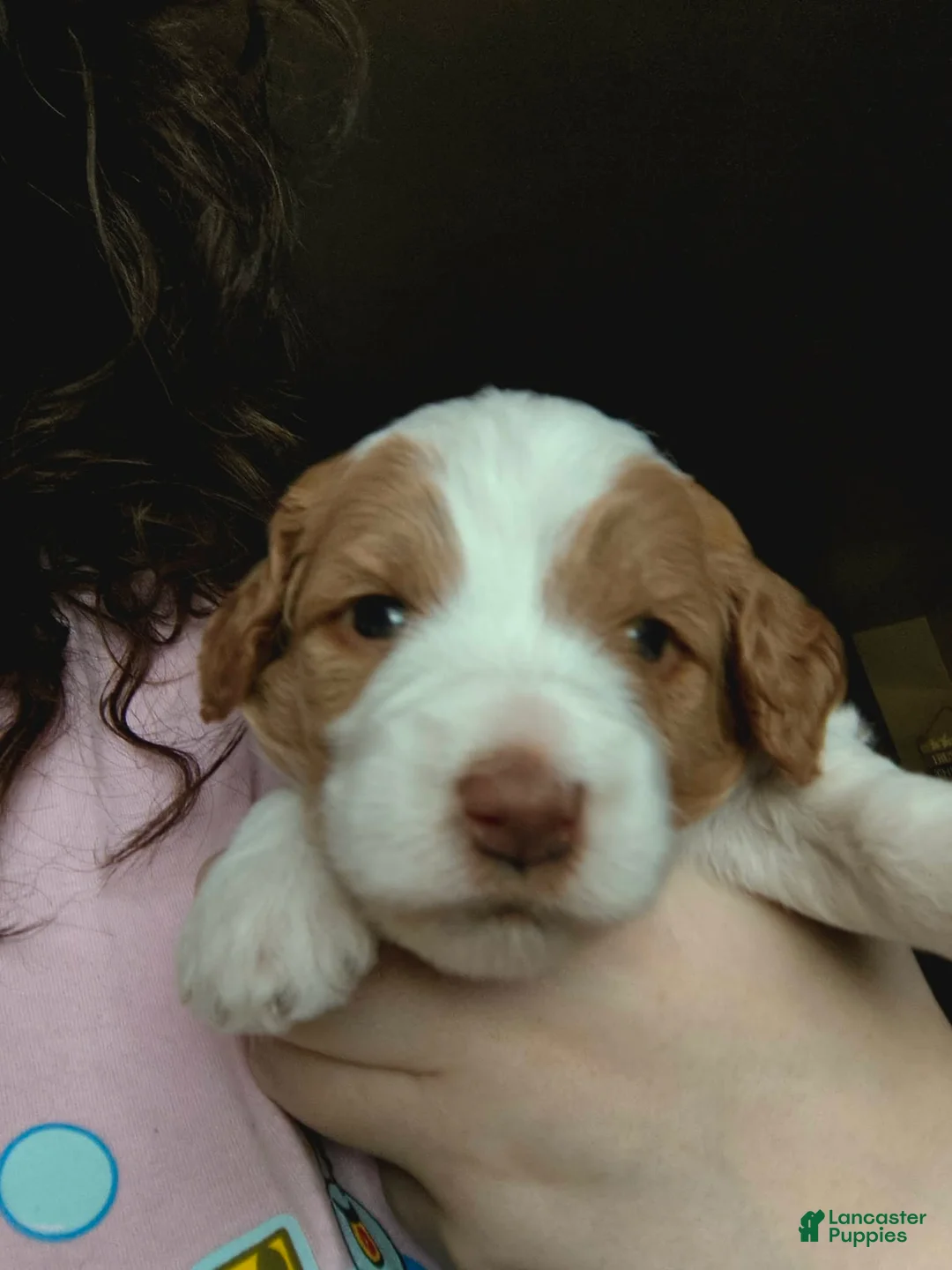 Mini Goldendoodle dogs for sale: Mini Goldendoodle Girl 3 - Ad 2