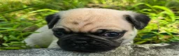 Pug dogs for sale: Moe - Ad 16